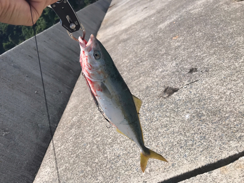 ワカシの釣果