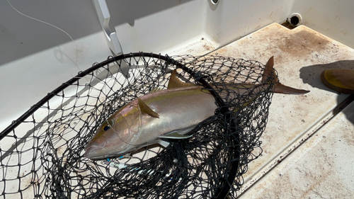 カンパチの釣果