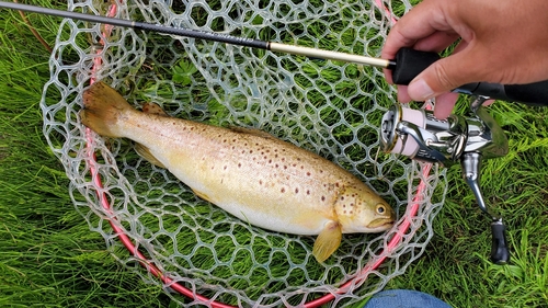 ブラウントラウトの釣果