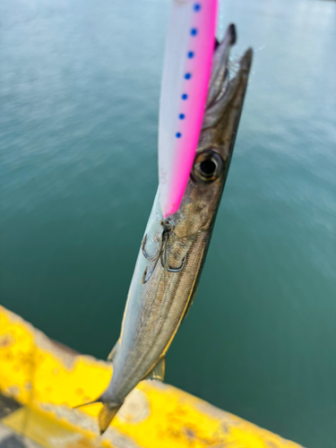 カマスの釣果