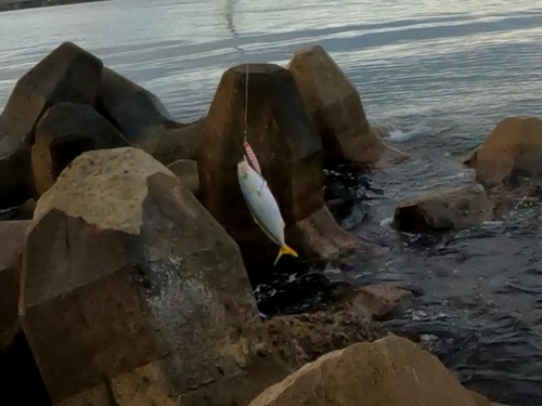 ツバスの釣果