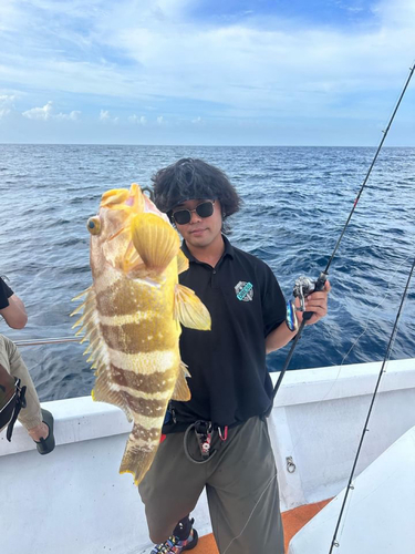 アオナの釣果