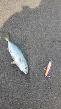 ワカシの釣果