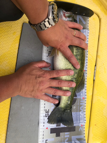 ブラックバスの釣果