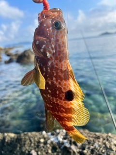 キジハタの釣果