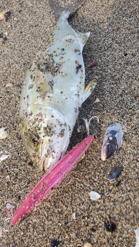 ショゴの釣果