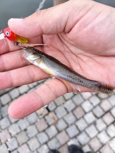 マハゼの釣果