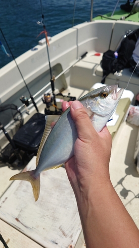 カンパチの釣果