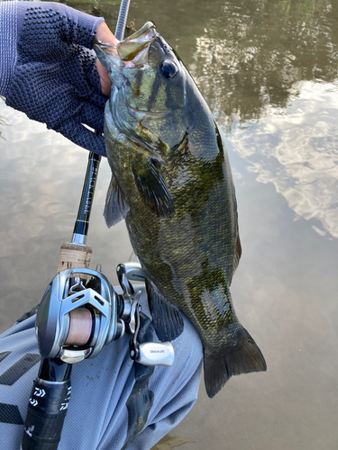 スモールマウスバスの釣果