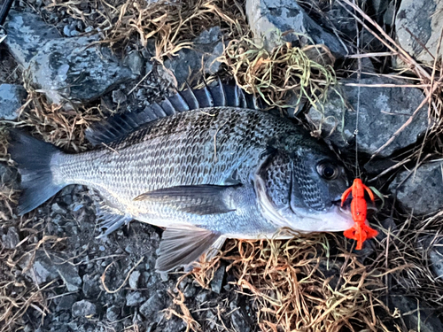 チヌの釣果