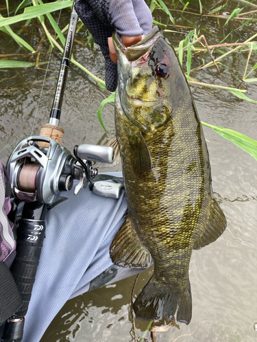 スモールマウスバスの釣果