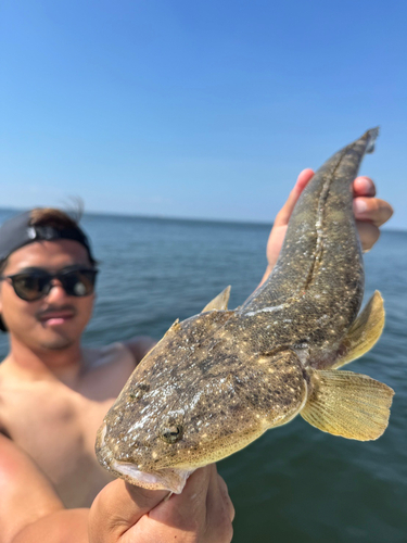 マゴチの釣果