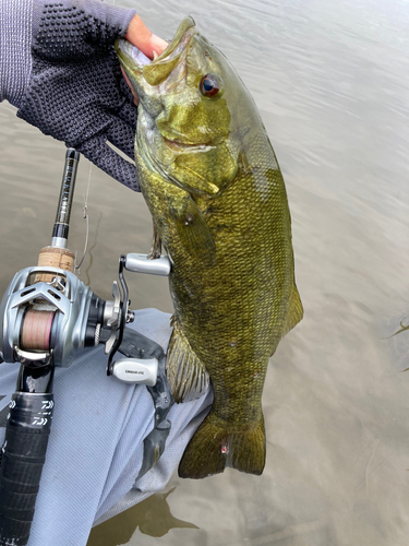 スモールマウスバスの釣果