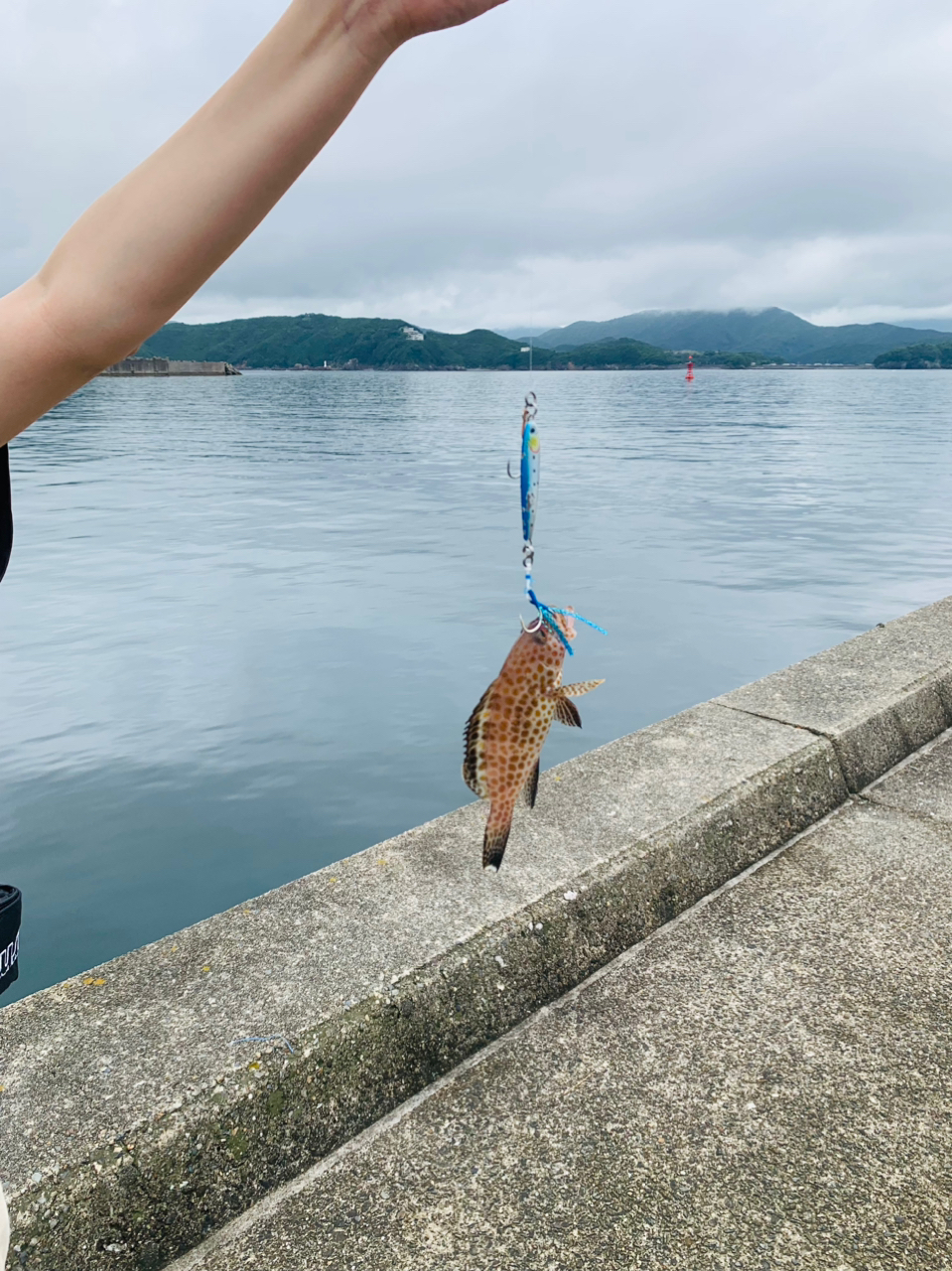 オオモンハタ