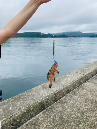 オオモンハタの釣果