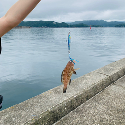 オオモンハタ