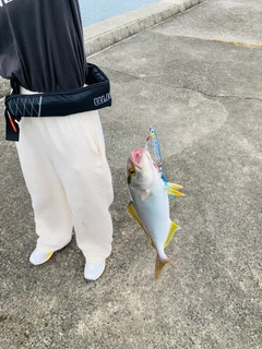 ショゴの釣果