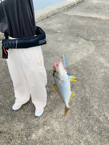 ショゴの釣果