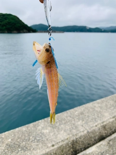 エソの釣果