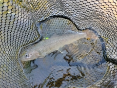 イワナの釣果