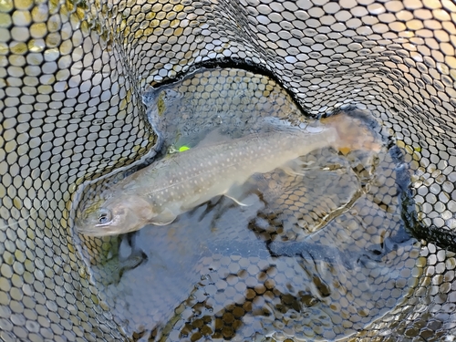 イワナの釣果