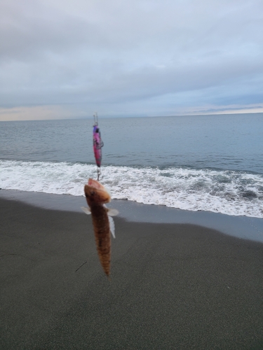 エソの釣果