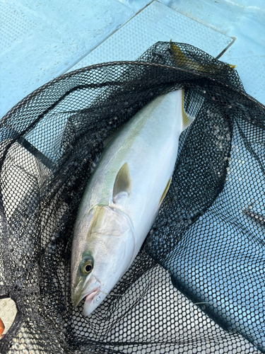 イナダの釣果