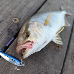 ショゴの釣果