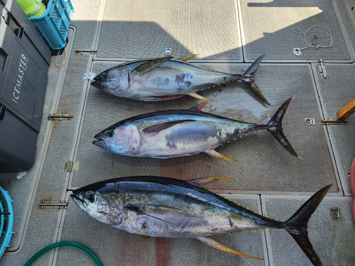 キハダマグロの釣果