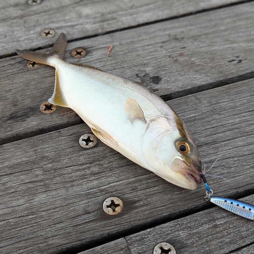 ショゴの釣果