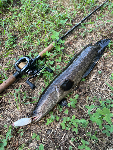 ライギョの釣果