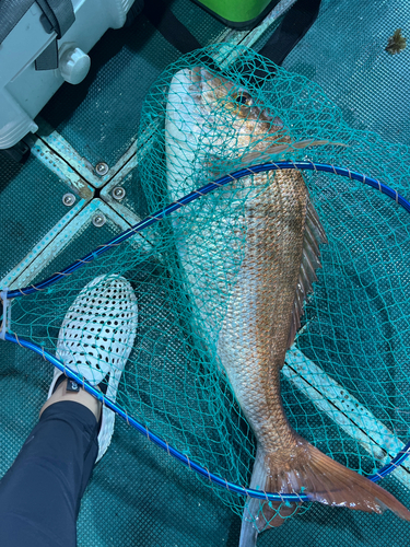 タイの釣果