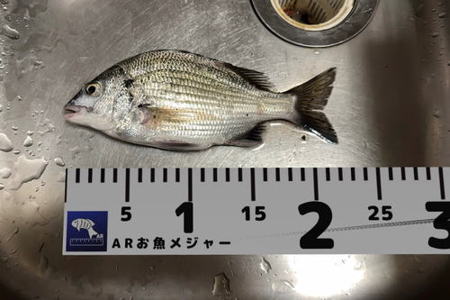 チヌの釣果