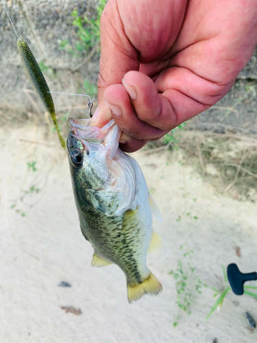 ラージマウスバスの釣果