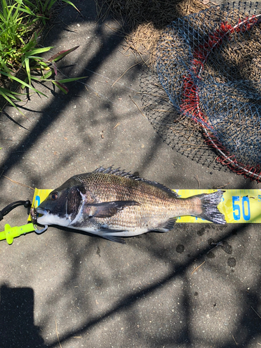 クロダイの釣果