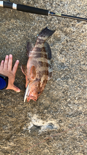 チャイロマルハタの釣果