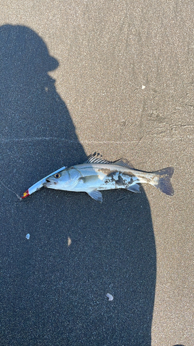 セイゴ（ヒラスズキ）の釣果