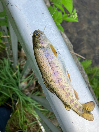 ニジマスの釣果