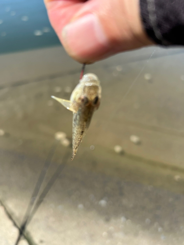 ハゼの釣果