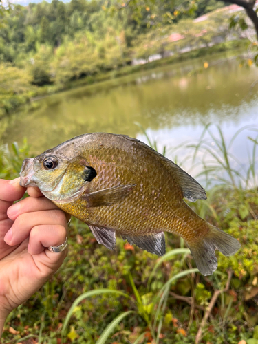 ブルーギルの釣果