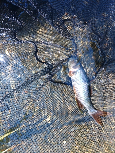 ケタバスの釣果