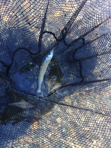 ケタバスの釣果