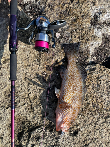 オオモンハタの釣果