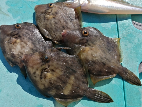 カワハギの釣果