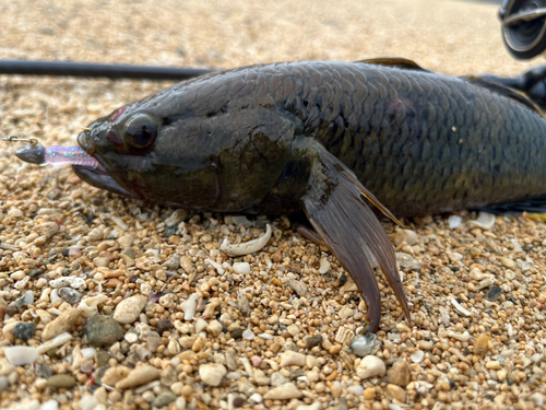 ホシマダラハゼの釣果