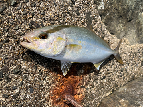 ネリゴの釣果