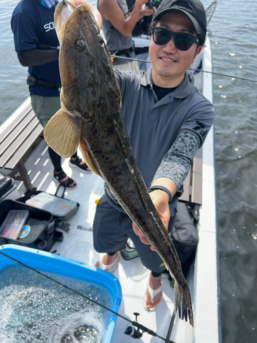 マゴチの釣果