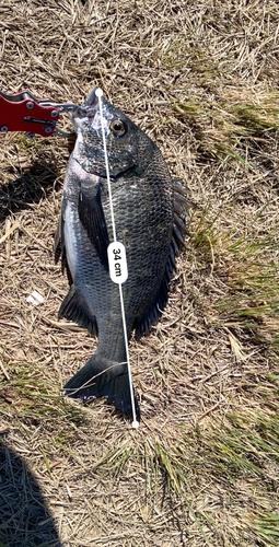 チヌの釣果