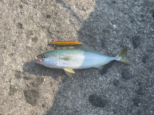 ツバスの釣果