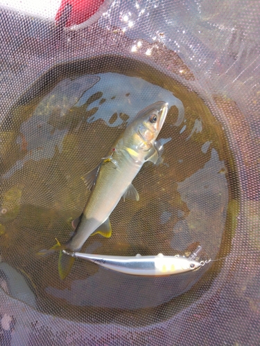 アユの釣果